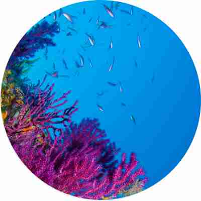 CORAL COLONIES RELOCATED CORAL COLONIES RELOCATED