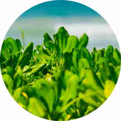 PLANTS AND SHRUBS PLANTED PLANTS AND SHRUBS PLANTED
